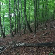 Działka nad jeziorem Dłusko Inwestycja 