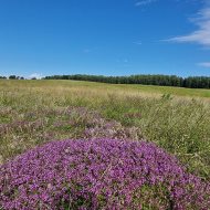 1/4 W DZIAŁCE rolnej nad malowniczym jeziorem