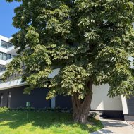 Duże, Nowe mieszkanie w centrum